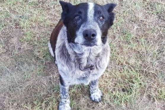 В Австралии старый пес спас в лесу трехлетнюю девочку