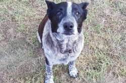 В Австралии старый пес спас в лесу трехлетнюю девочку