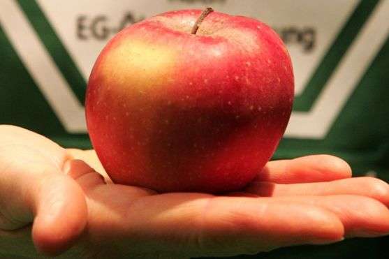 Митниця США оштрафувала жінку на $500 за безкоштовне яблуко в літаку