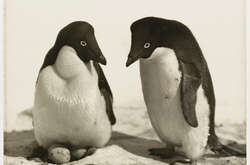 Суворий клімат та дика природи. Фантастичні фото Австралійської антарктичної експедиції