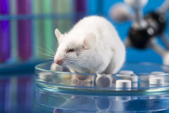 Ученые пересадили мышам клетки человеческого мозга