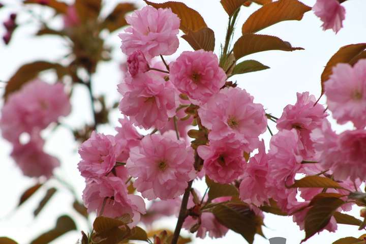 Приголомшливе по красі видовище - цвітіння сакури. Фоторепортаж з Одеси