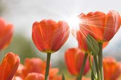 В Україні буде тепло, можливі невеликі дощі 