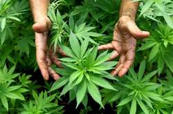 Робби Уильямсу подарили марихуановую ферму 