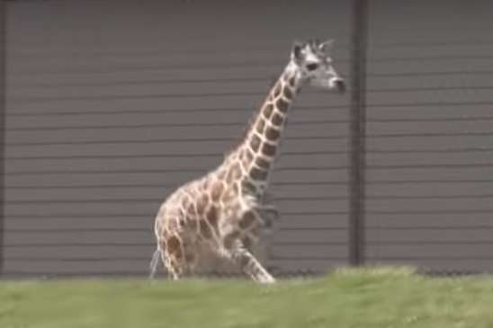 Из американского зоопарка сбежала жирафа