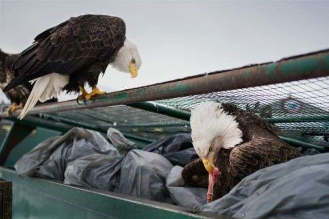 Как назойливые орланы Аляски терроризируют местное население. Фотогалерея
