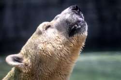 У Сінгапурі помер «єдиний у світі тропічний білий ведмідь»