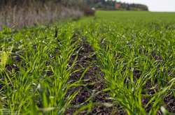 Експерт розповіла, як затяжна зима в Україні вплинула на озимі 