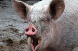Ученые выяснили, что мозг свиней может жить после смерти