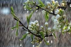  В Україні у п'ятницю, 27 квітня, очікуються дощі 