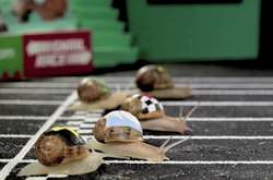 В Україні пройдуть перші равликові перегони