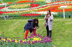 Виставка тюльпанів у Києві. Фоторепортаж «Навколо світу»