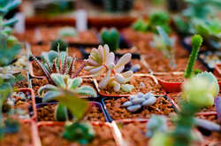 В Одесі проходить виставка кактусів