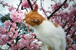 У низці областей України буде по-літньому спекотно: прогноз на 29 квітня