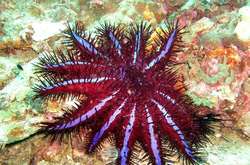 Морські зірки типу &laquo;терновий вінець&raquo;