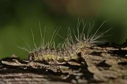 Лондонців атакувала гусінь, що викликає астму