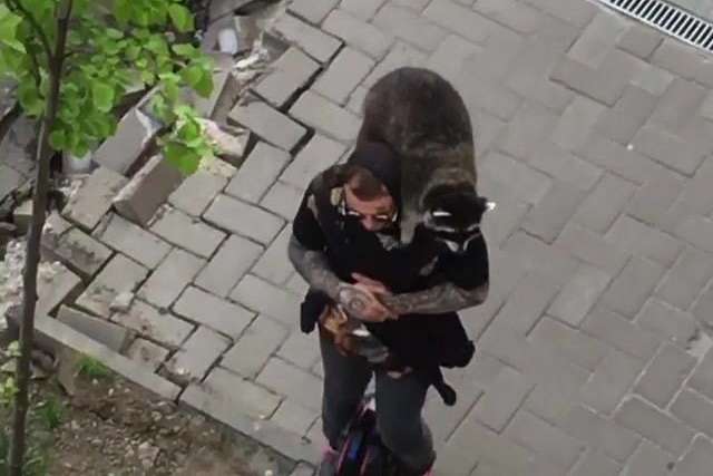 По Києву на мотоколесі їздить юнак з єнотом на плечах: відеодоказ