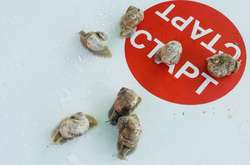 На Закарпатті влаштували перші в Україні перегони равликів