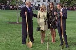 У Вашигтоні зник дуб, який Трампу подарував Макрон