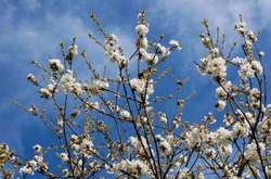 По-літньому тепло: яка погода буде в Україні 1 травня