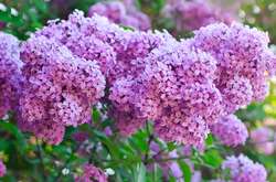 Завтра на заході країни очікуються грози 