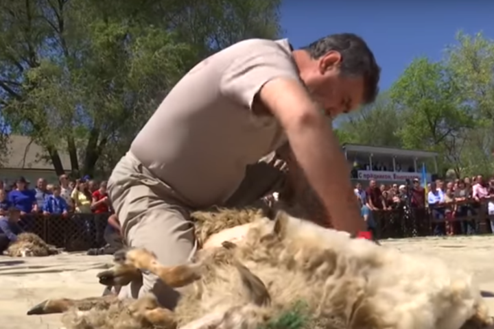 На Одещині відбувся чемпіонат зі швидкісного стриження овець