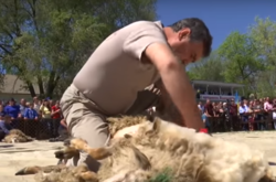 На Одещині відбувся чемпіонат зі швидкісного стриження овець