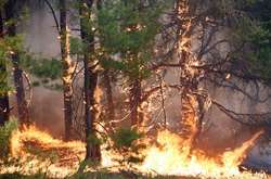 Киян попереджають про надзвичайний рівень пожежної небезпеки