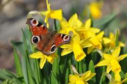 Квітень цього року став найтеплішим у столиці з 1881 року