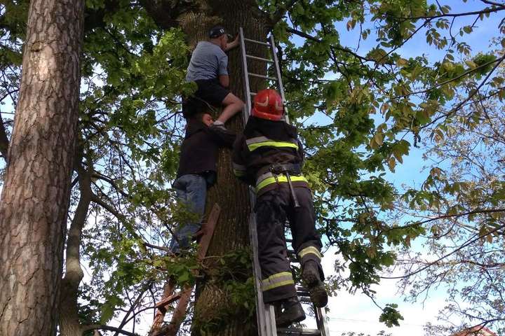 На Рівненщині рятувальники зняли з дерева чоловіка, який намагався врятувати кота 
