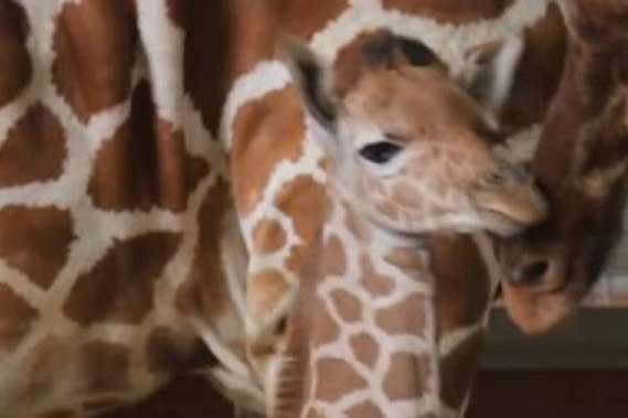 Американский зоопарк показал новорожденного жирафа