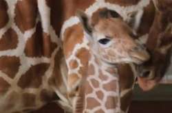 Американский зоопарк показал новорожденного жирафа