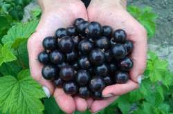 Черная смородина