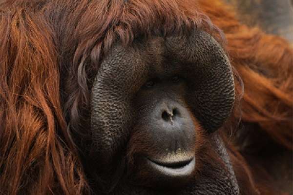 В зоопарке Таиланда орангутанг загрустил в неволе и растолстел