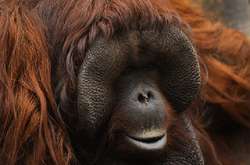 В зоопарке Таиланда орангутанг загрустил в неволе и растолстел