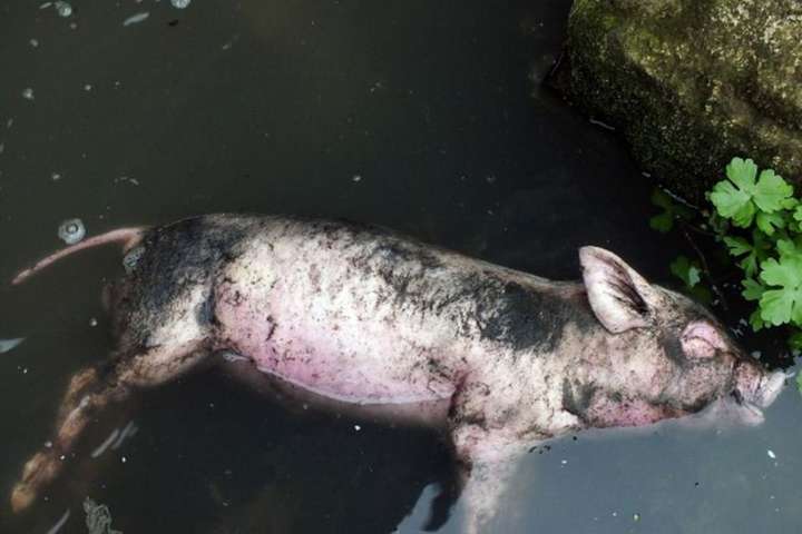 У селі під Києвом нестерпний сморід: фермери скидають дохлих свиней у воду (відео)