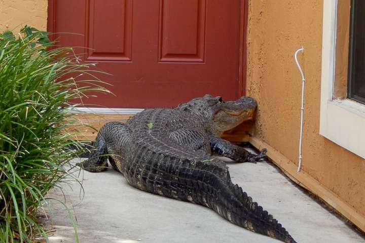 На Одещині крокодил випав з вікна, тому що його випустили «погуляти»