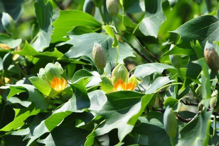 В Ужгороді зацвіло тюльпанове дерево