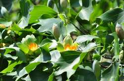 В Ужгороді зацвіло тюльпанове дерево