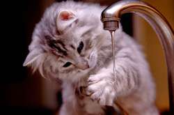 Метеорологи розказали про температурні рекорди травня на Київщині