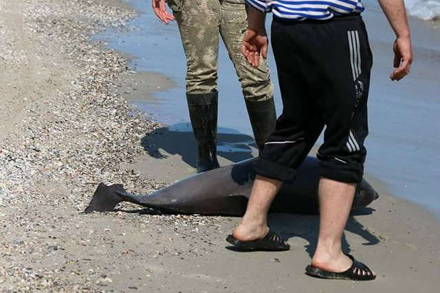 На Одещині зафіксували загибель дельфінів