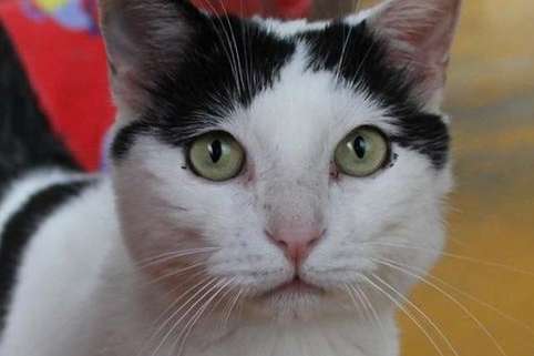 Итальянка в наследство оставила коту 1,5 млн евро