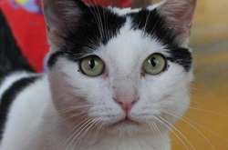 Итальянка в наследство оставила коту 1,5 млн евро