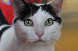 В Італії жінка перед смертю залишила коту спадщину в €1,5 млн