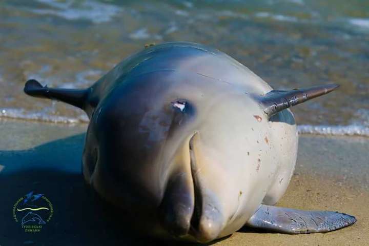 В Одесской области браконьеры убили дельфина
