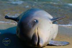 В Одесской области браконьеры убили дельфина