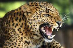 В парке Уганды леопард съел трехлетнего ребенка