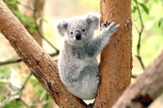 В Австралії витратять $34 млн на захист коал