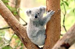 В Австралії витратять $34 млн на захист коал