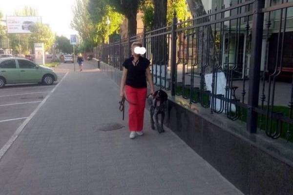 Собака одеської вчительки загризла кота